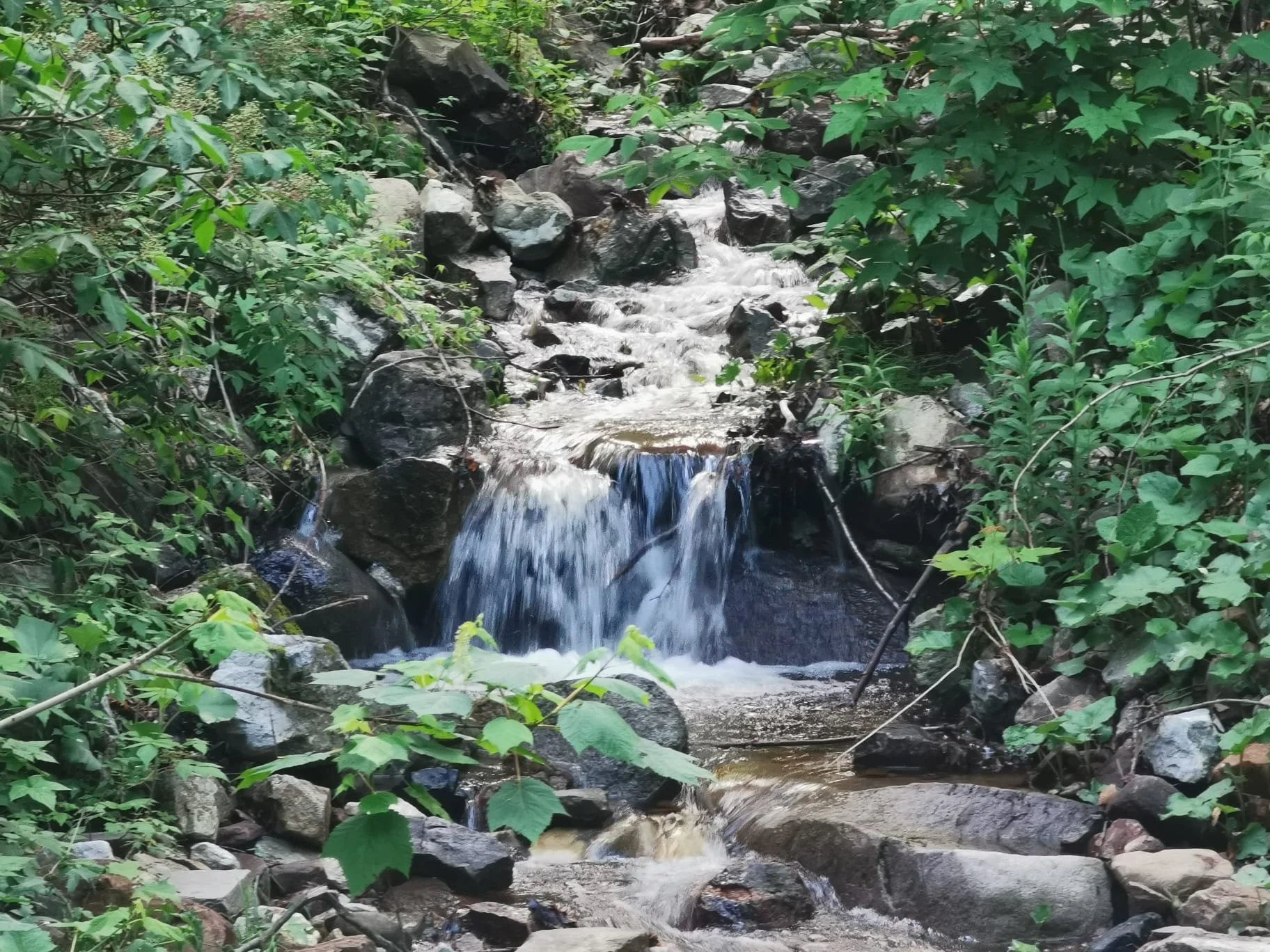 A small cascading waterfall in a lush, green forest with rocks and foliage surrounding it.