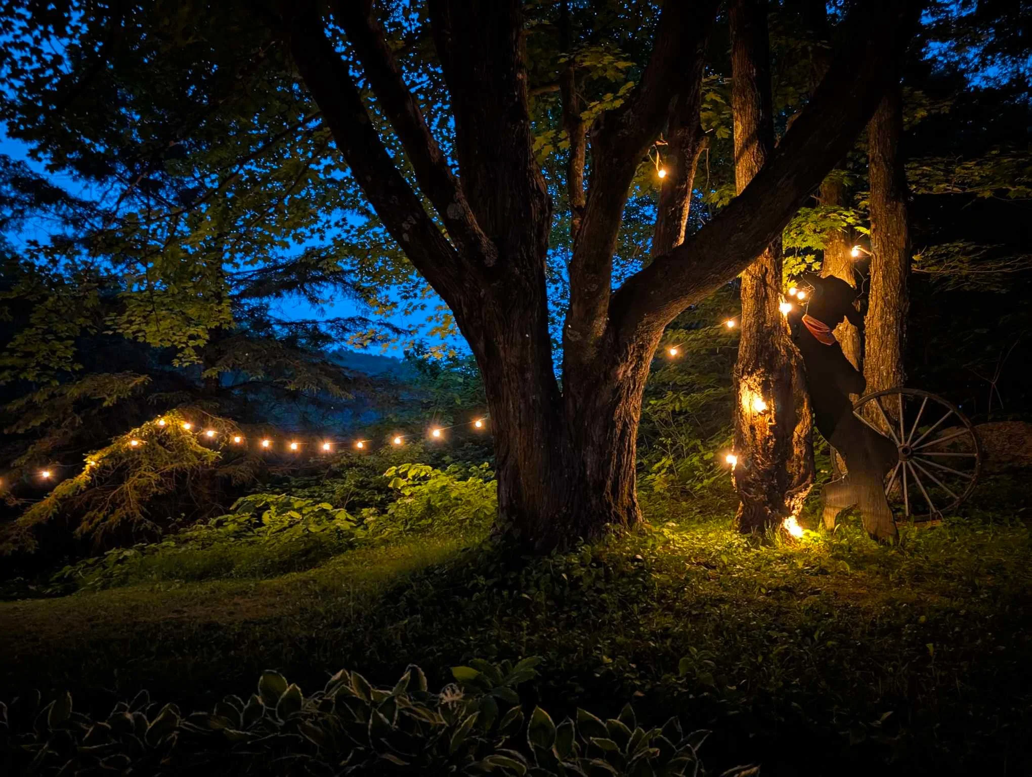 Nighttime scene of a large tree decorated with string lights, illuminating the surrounding area with warm light, with a dark blue sky in the background.