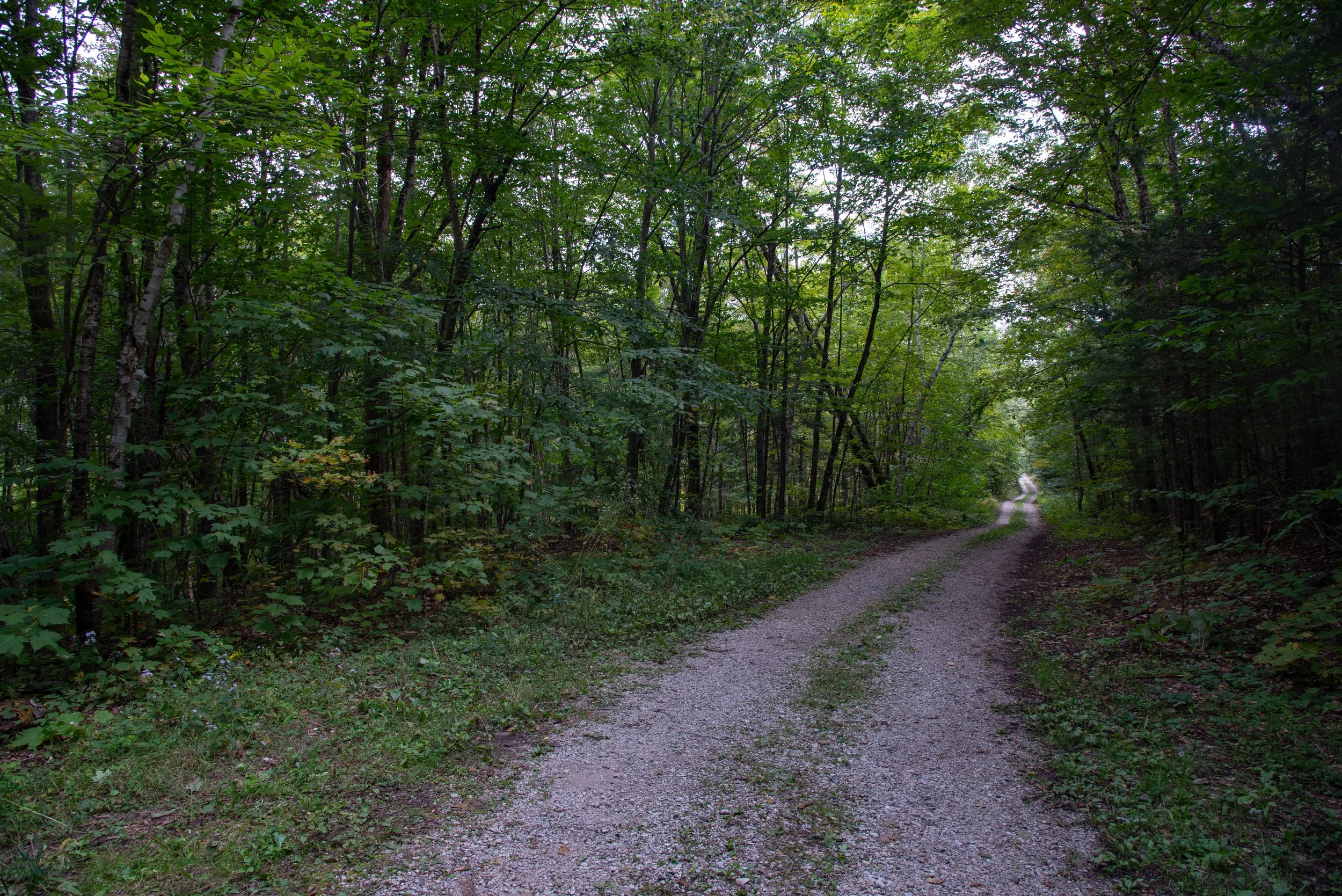 A dirt trail wind through a dense green forest with tall trees and lush foliage.