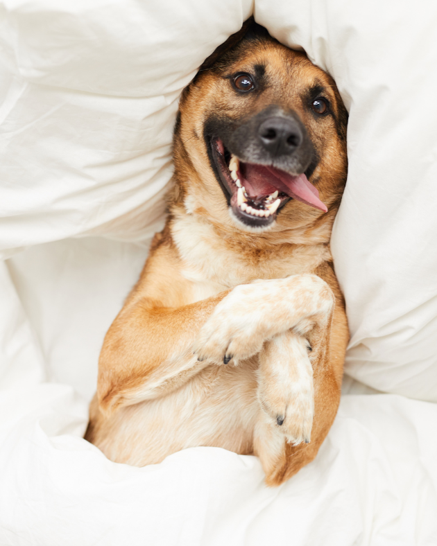 Dog Sitting in Abergavenny, Usk, Monmouth and Chepstow