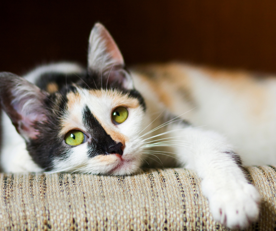Cat Sitting Small Animal Sitting Abergavenny Usk Monmouth Chepstow Crickhowell Blaenavon Raglan