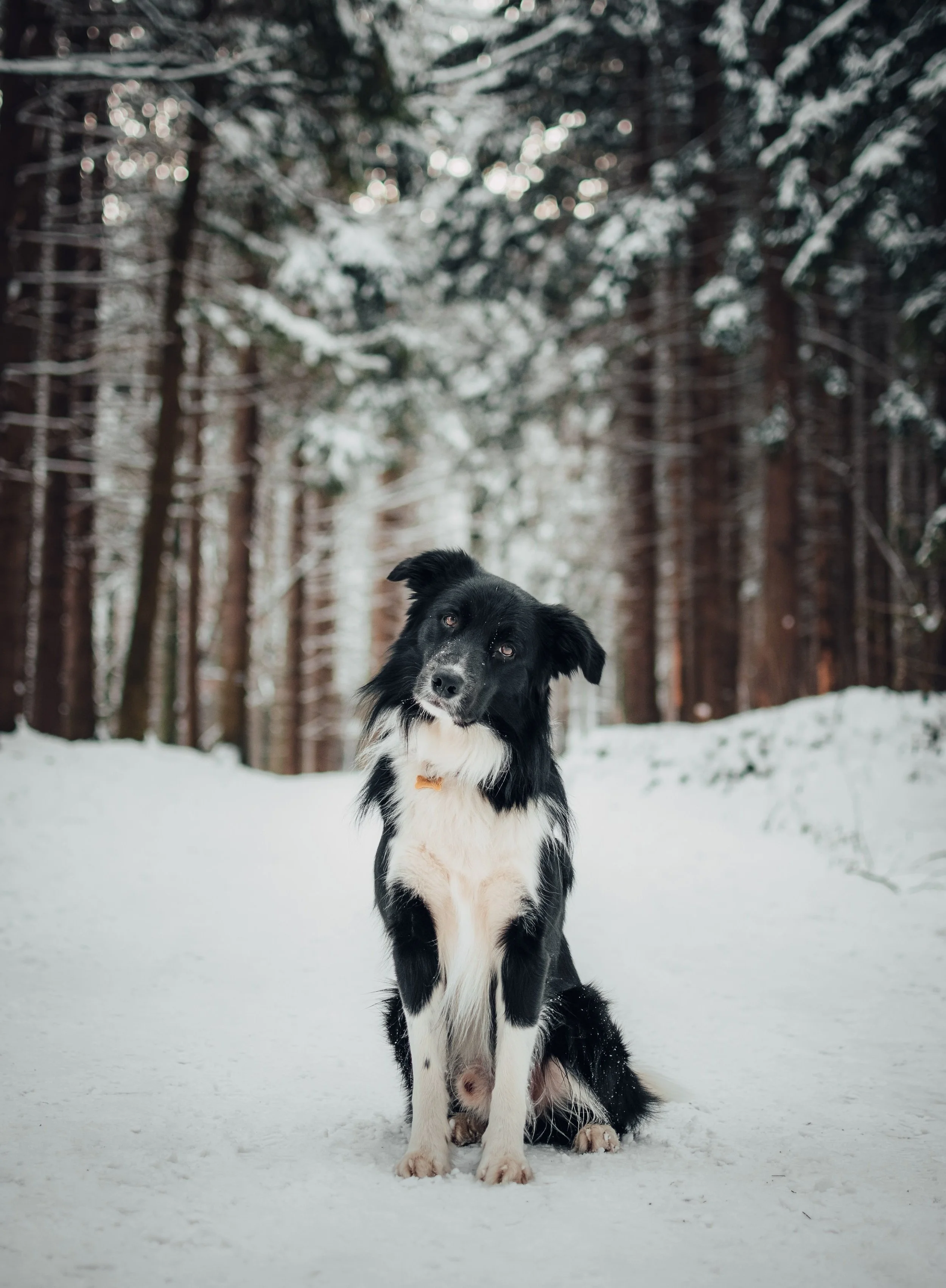 Dog Sitting Abergavenny Usk Monmouth Chepsow Gilwern Crickhowell