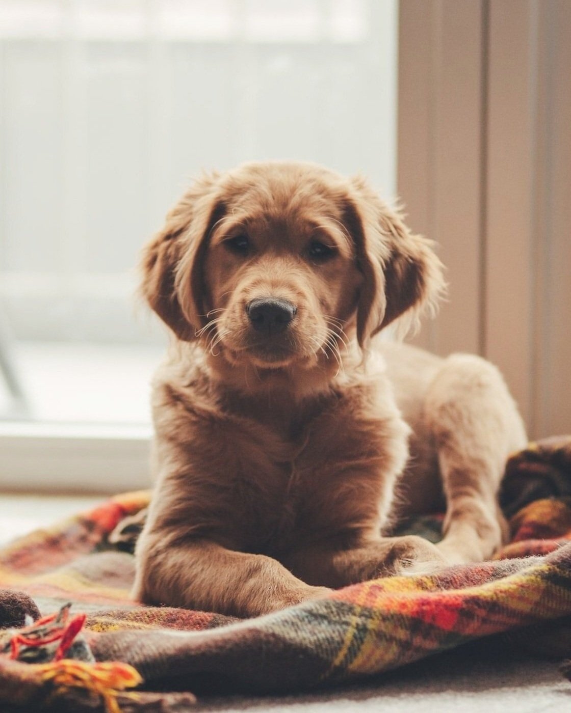 Dog Sitting Abergavenny Usk Raglan Monmouth Chepstow Pontypool