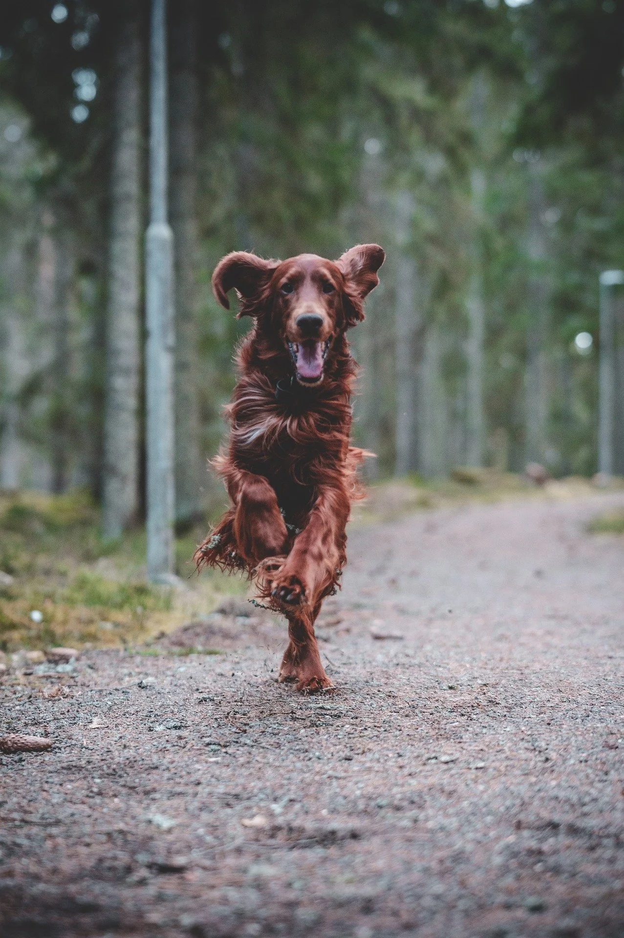 Pet Sitting Abergavenny Usk Monmouth Chepstow Crickhowell Pontypool