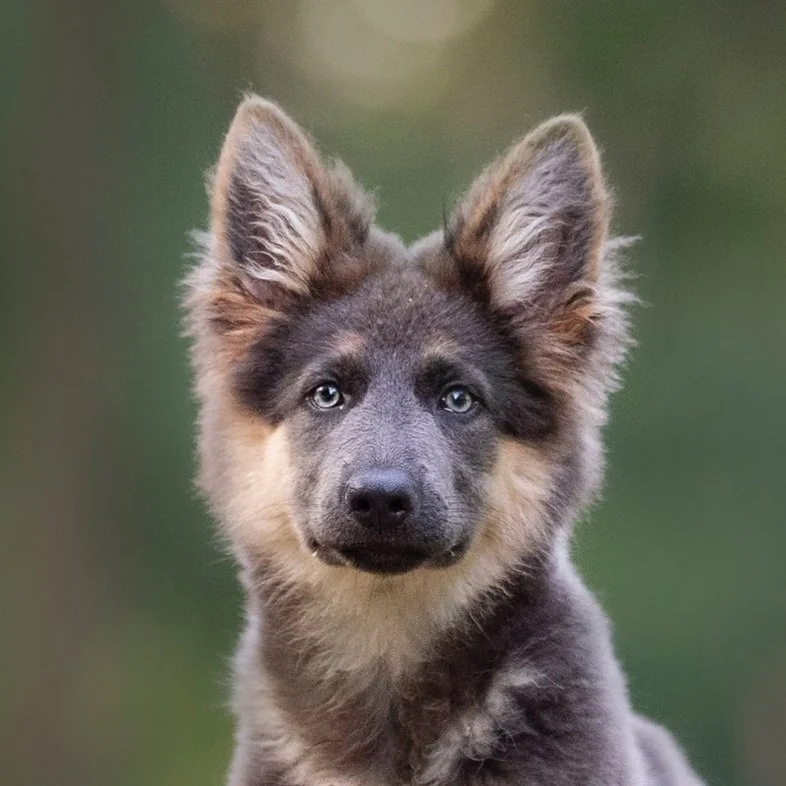 A young, fluffy puppy with a gray coat, piercing blue eyes, and large ears, sitting outdoors against a blurred green background.