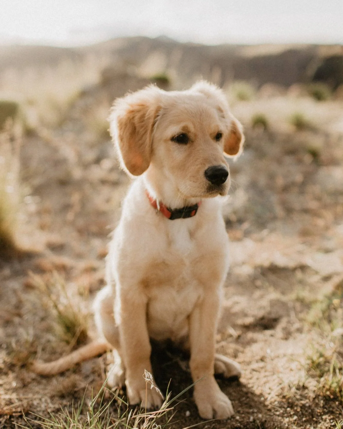 Cute yellow Labrador Retriever puppy sitting on dirt ground outdoors with desert plants in the background.