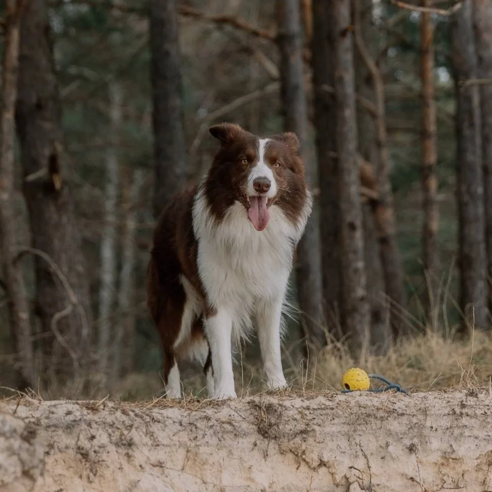 A brown and white Border Collie standing on dirt ground in a forest with pine trees, with a yellow rubber dog toy nearby.