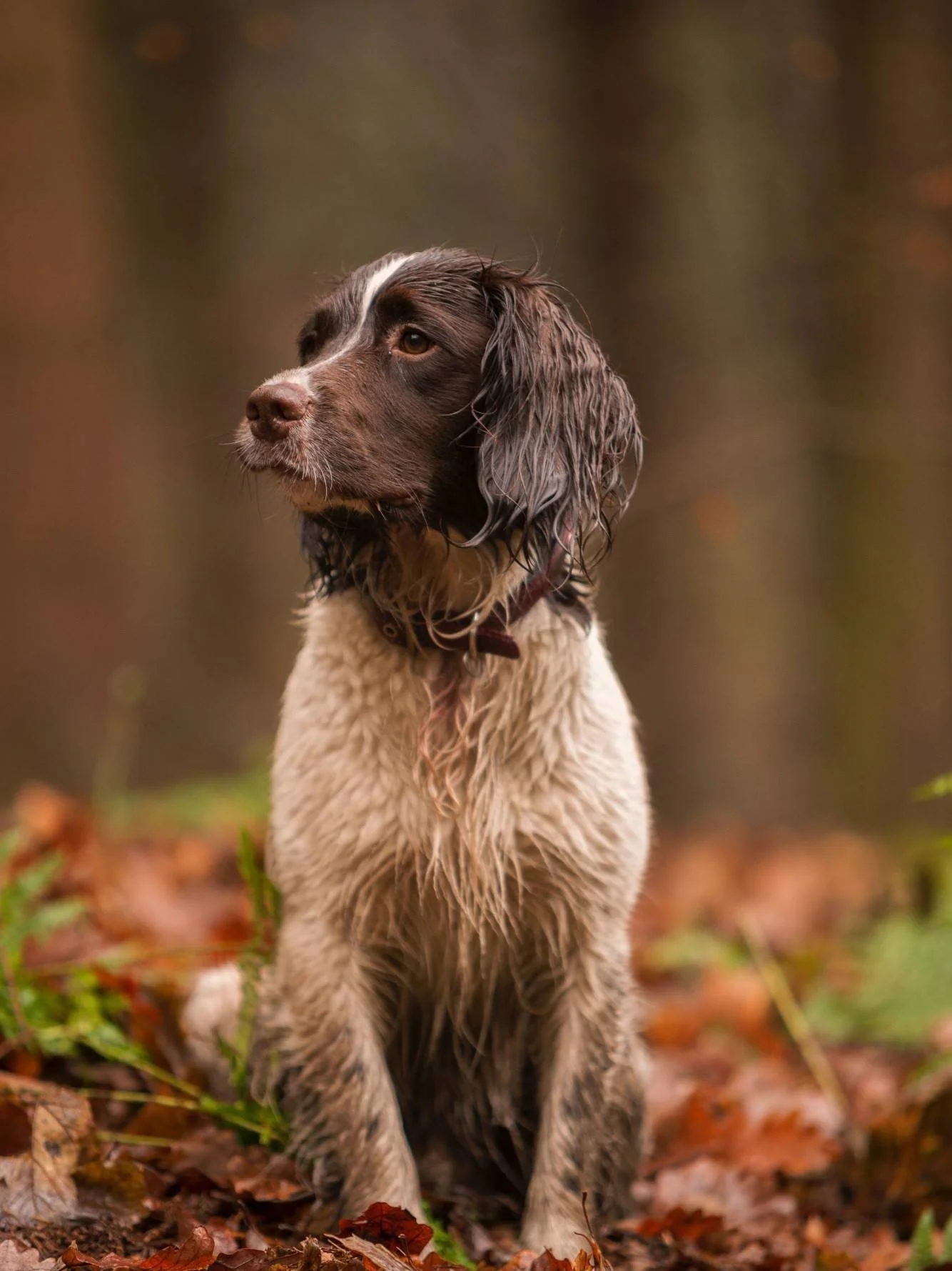 Wet English Springer Spaniel sitting outdoors on autumn leaves in a forest, looking to the side.