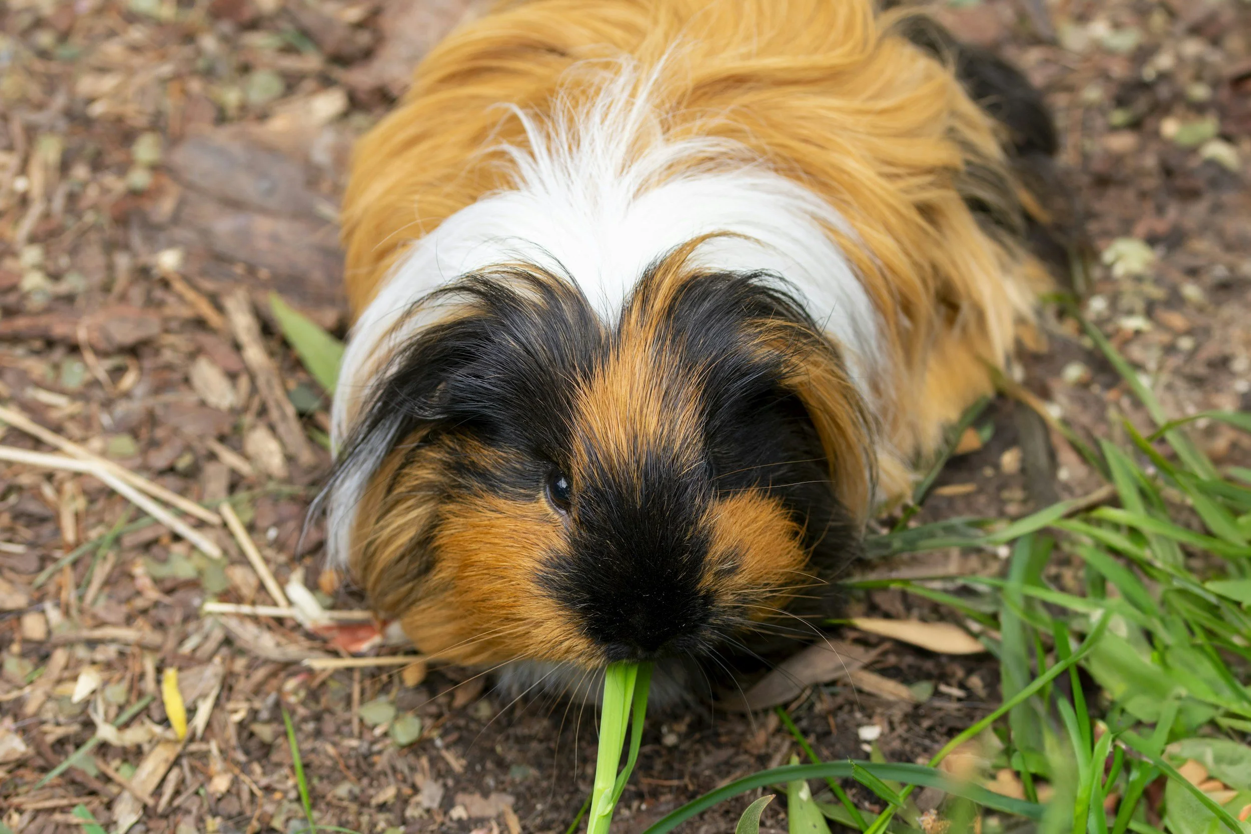 Pet Sitting Abergavenny Usk Monmouth Chepsow Gilwern Crickhowell