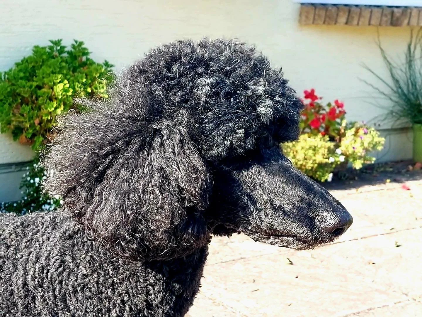 Dog Sitter near me  Abergavenny, Usk, Monmouth and Chepstow