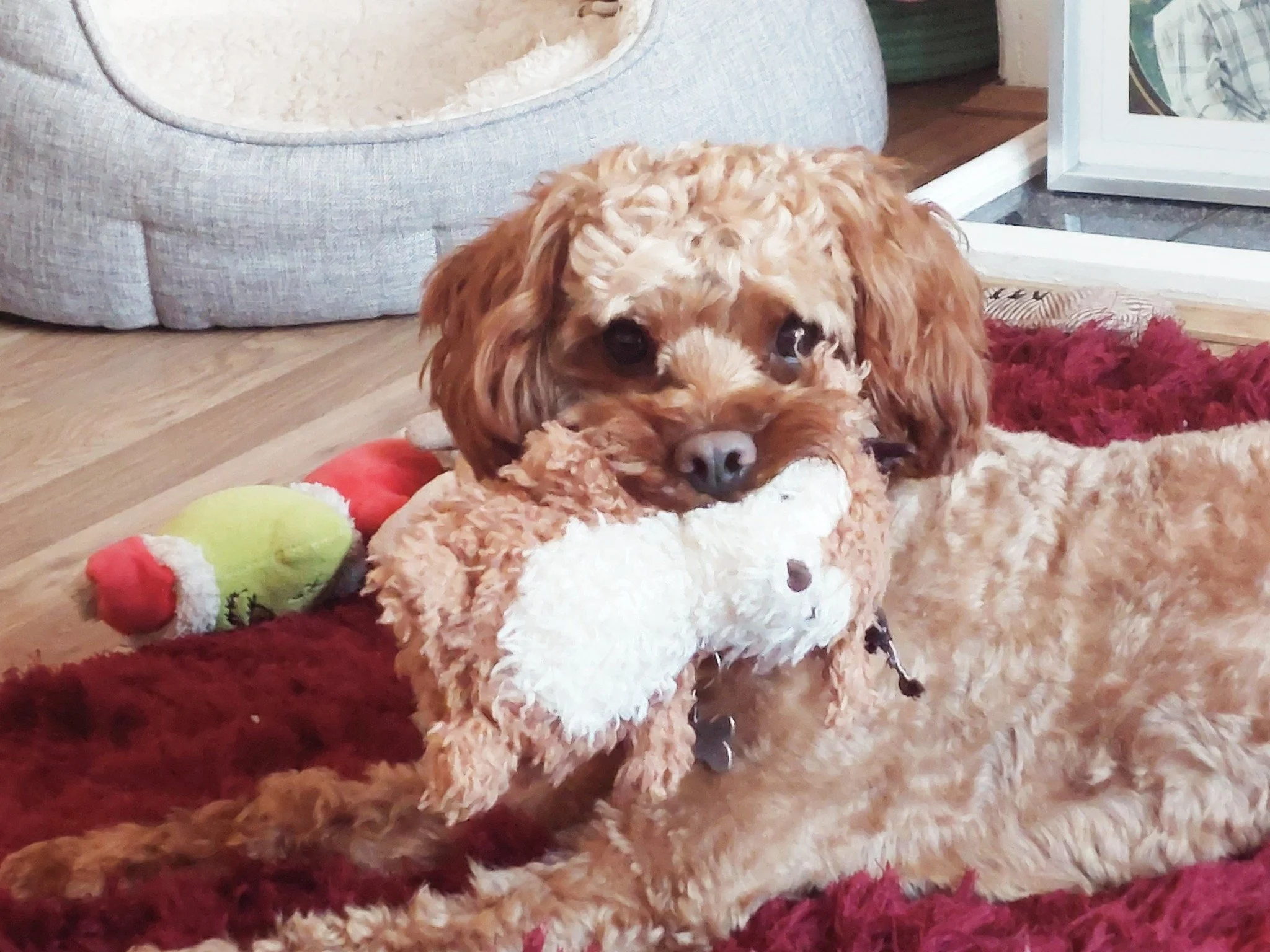 Dog Sitting in Abergavenny, Usk, Monmouth and Chepstow