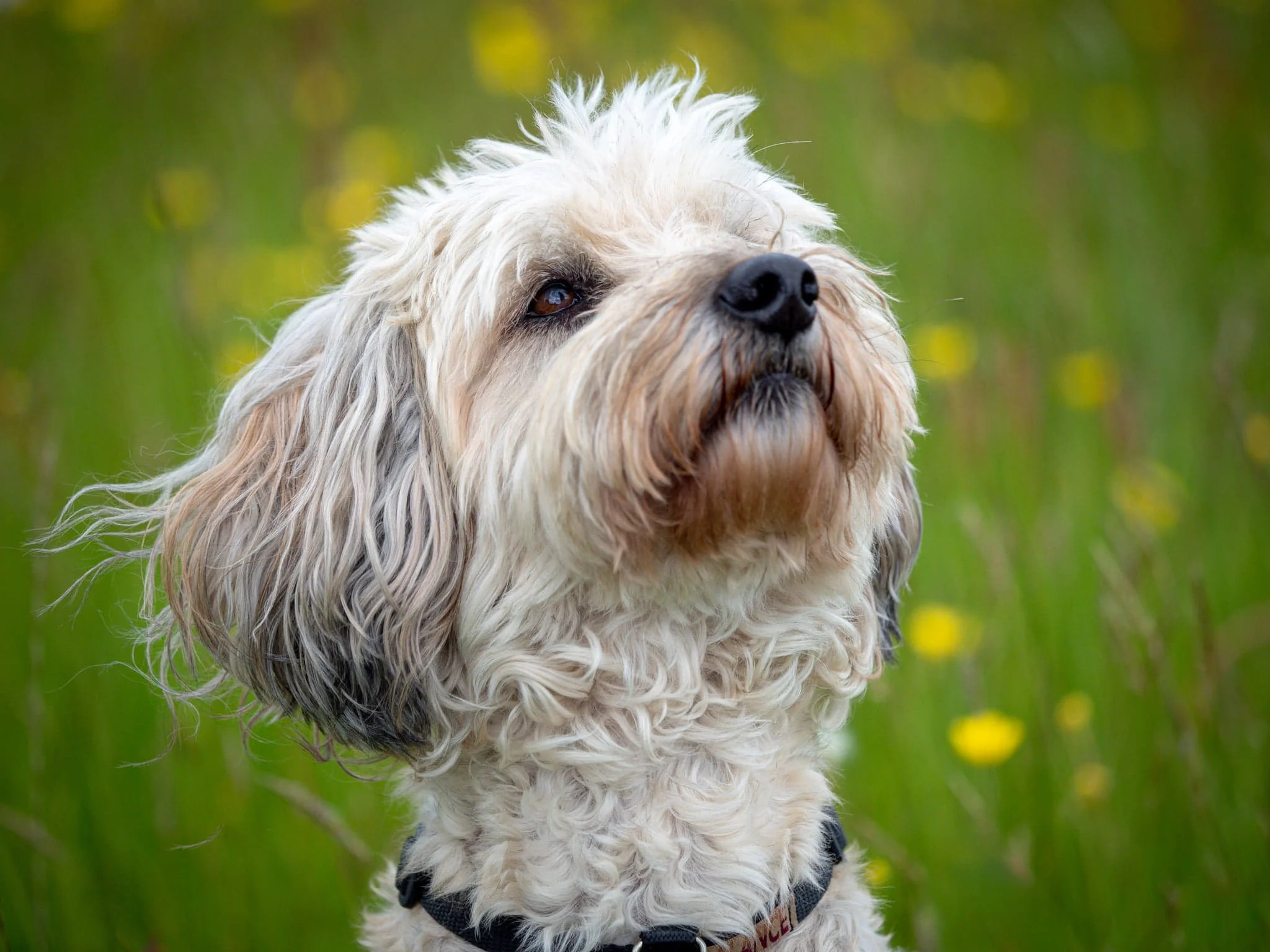 Pet Sitting Service in Abergavenny, Usk, Monmouth and Chepstow