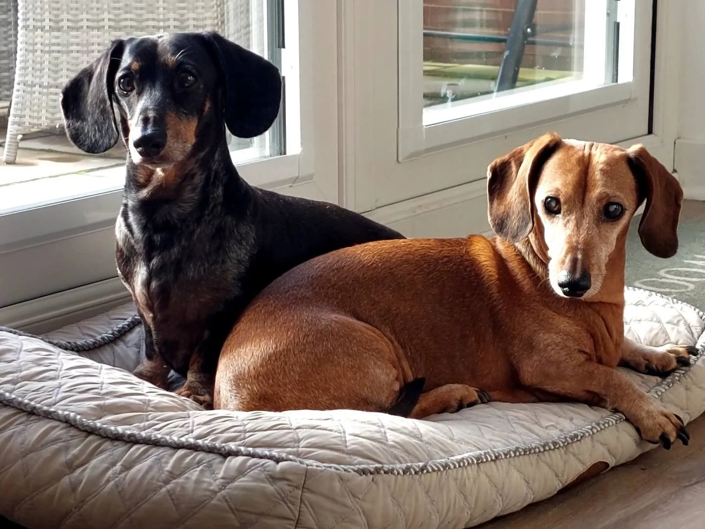 Two dachshund dogs lying on a quilted cushion in front of a glass door, with sunlight coming in.