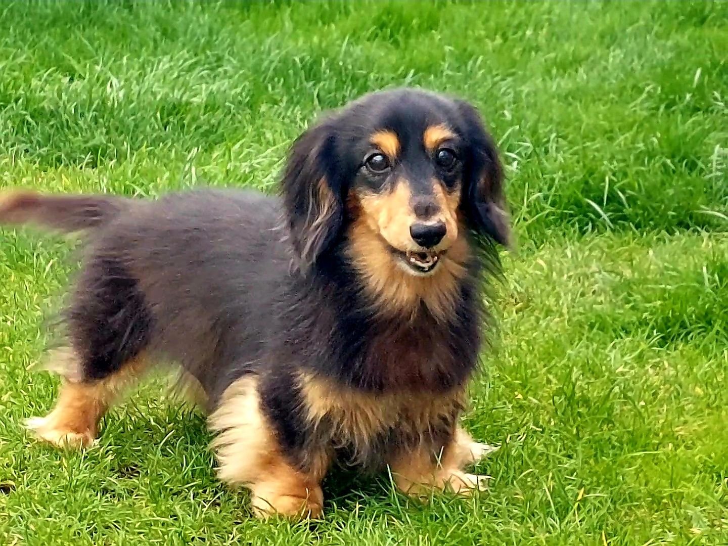 Pet sitting in Abergavenny