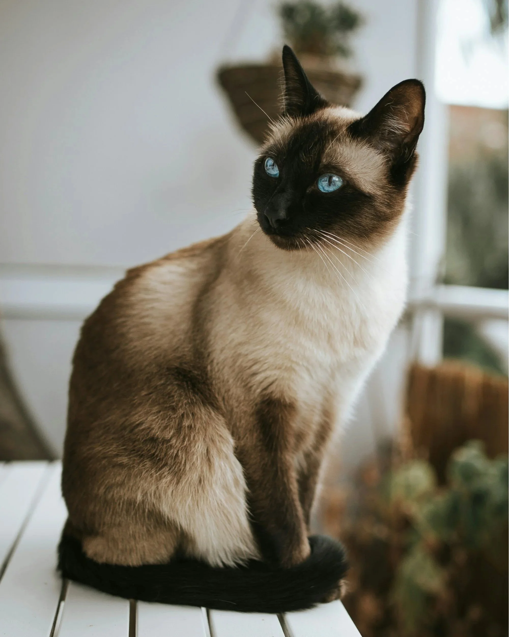 Cat Sitting Abergavenny Usk Raglan Monmouth Chepstow Pontypool