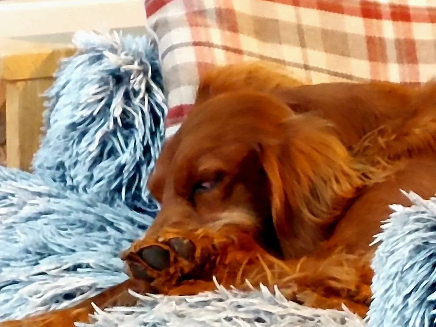 Pet Sitting Abergavenny Usk Raglan Monmouth