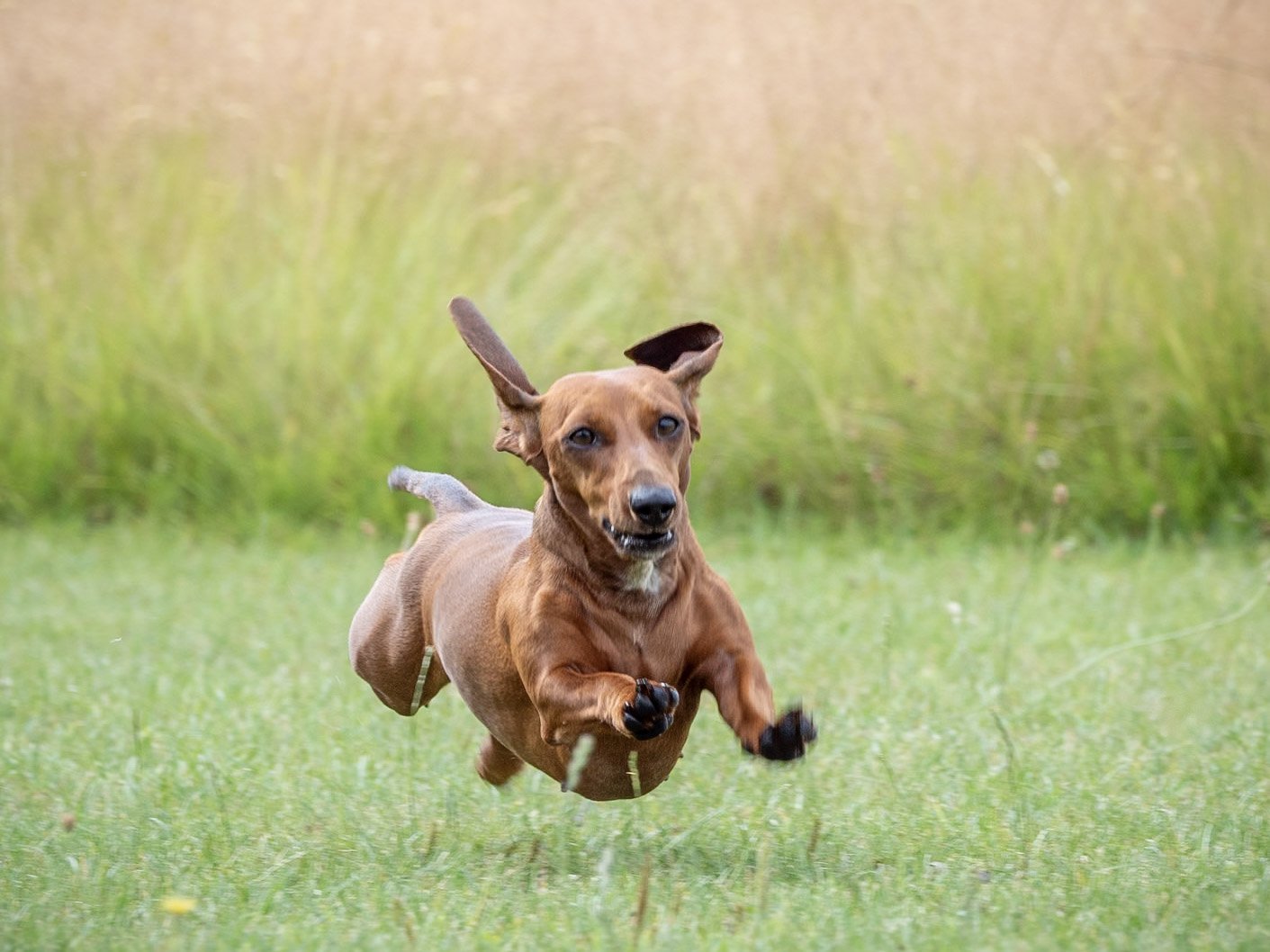 Dog Sitting Abergavenny Usk Monmouth Chepstow Crickhowell Blaenavon Raglan
