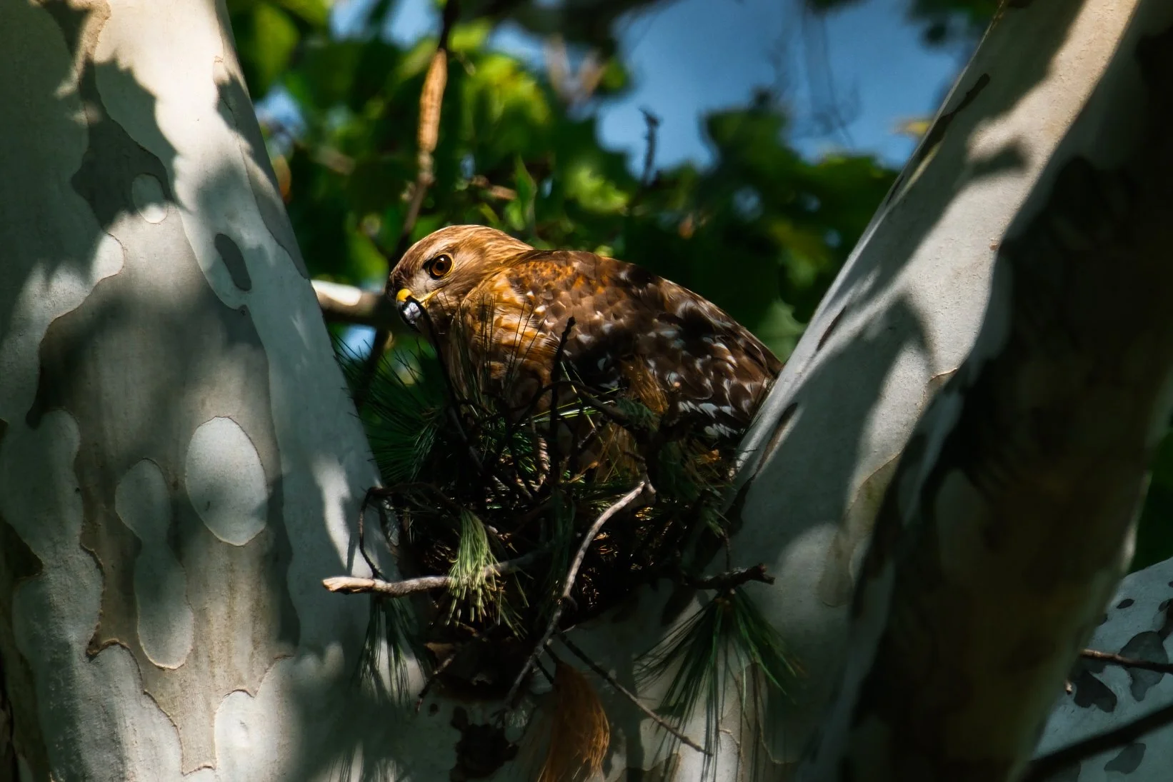 A hawk sitting in a nest on the branches of a tree with a background of green leaves and a blue sky.