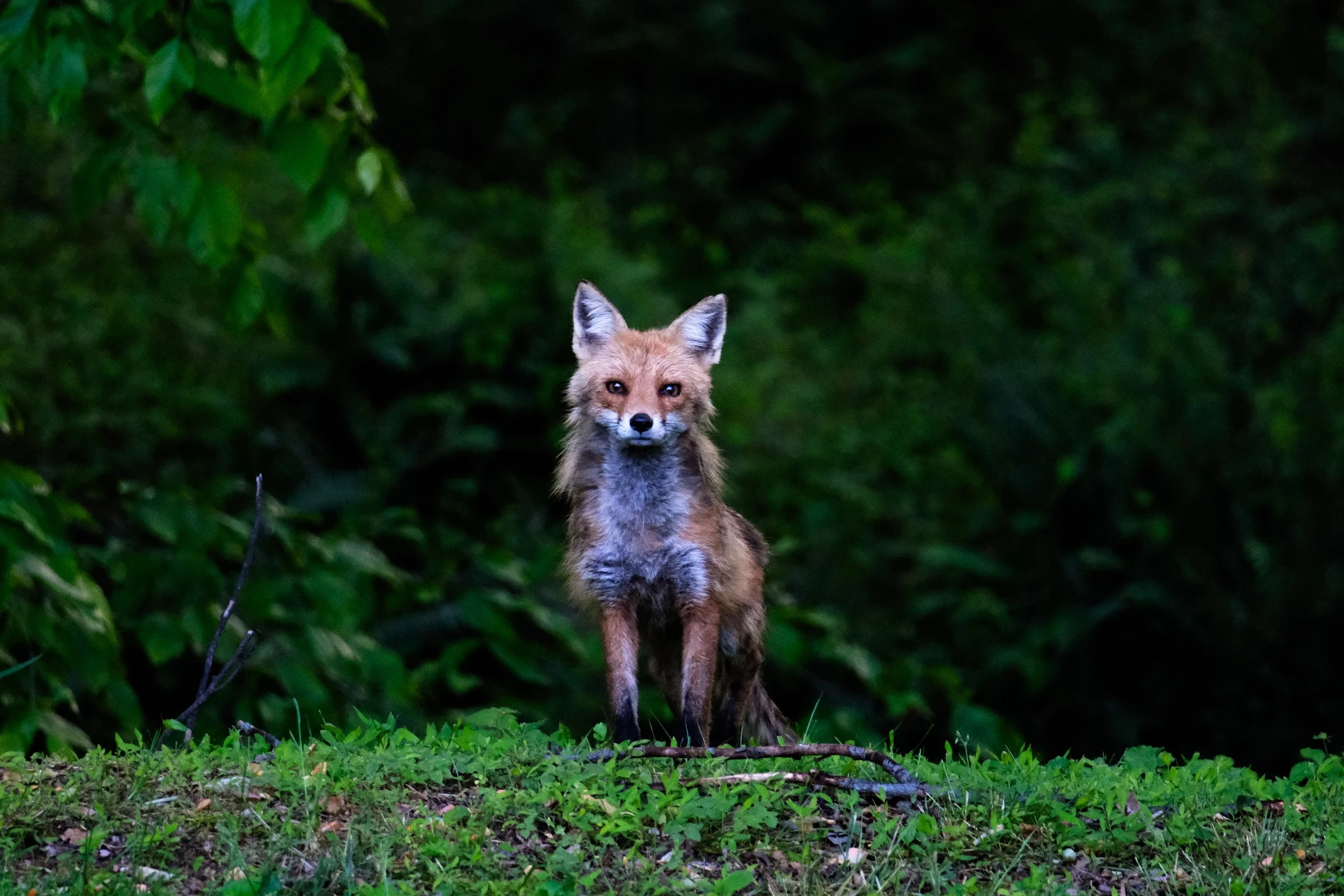 Fox standing in a lush green forest with dense foliage in the background.