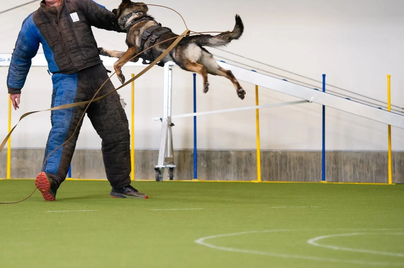 Police Working Dog.belgian malinois