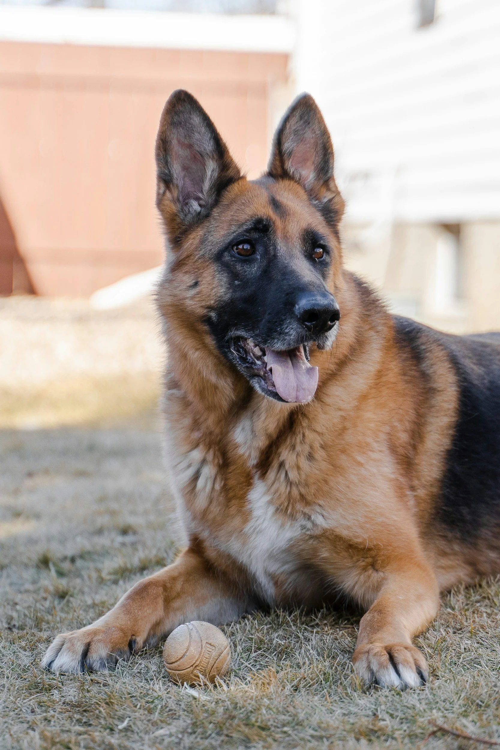 A German Shepherd dog lying on the grass with a tennis ball in front of it, outside in a yard.