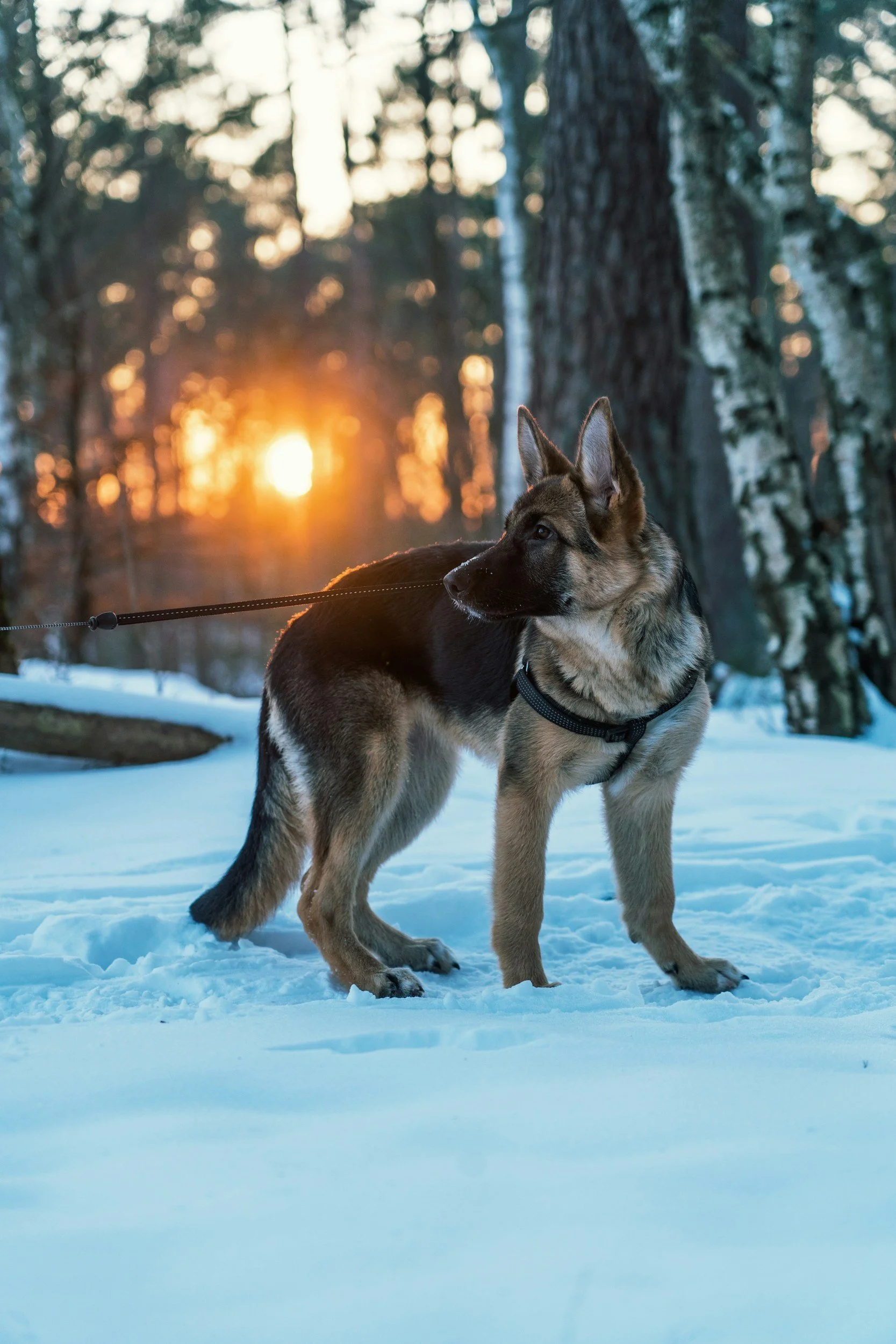 A highly trained personal protection, estate protection, family protection and asset protection German Shepherd 