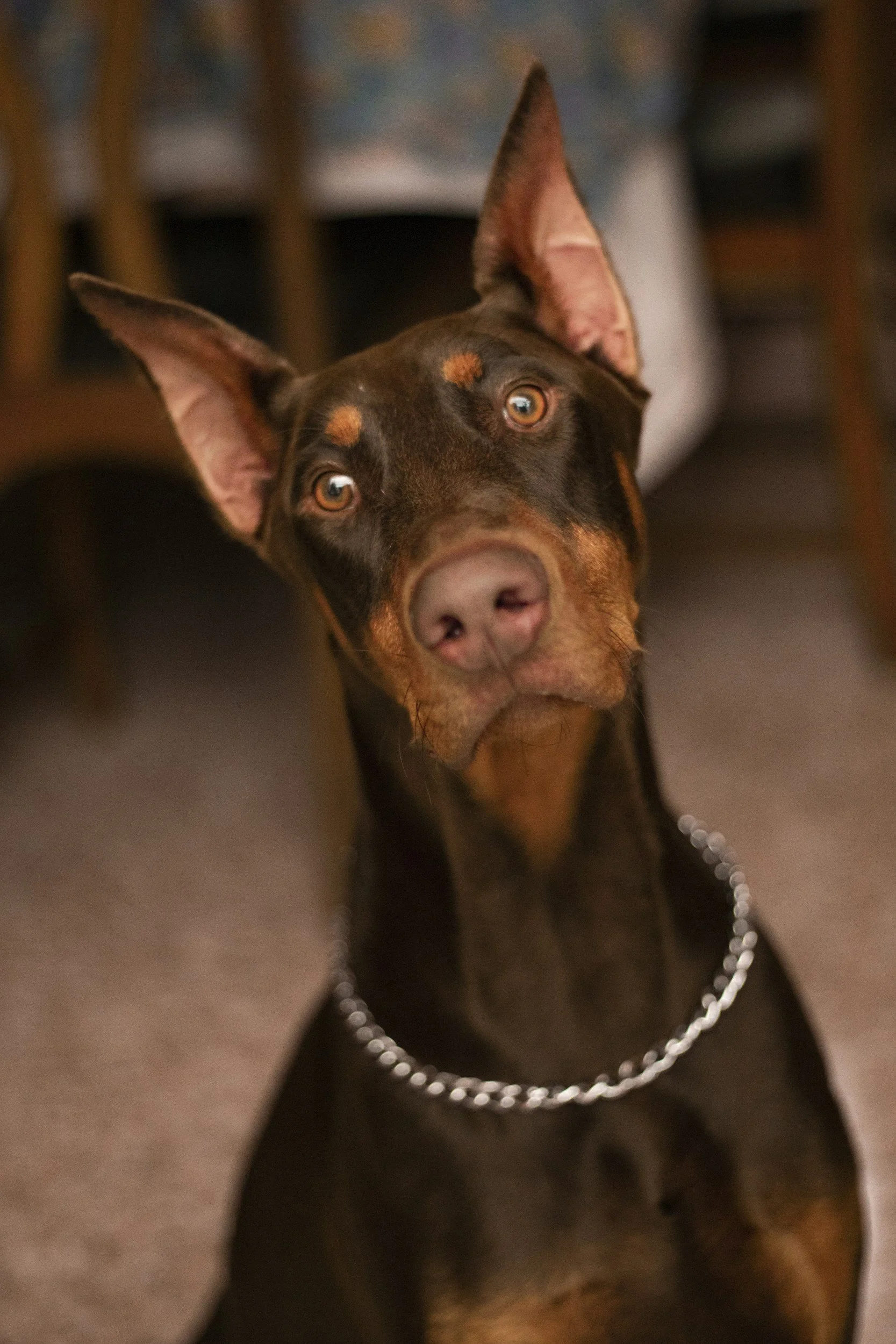 A highly trained personal protection, estate protection, family protection and asset protection Doberman