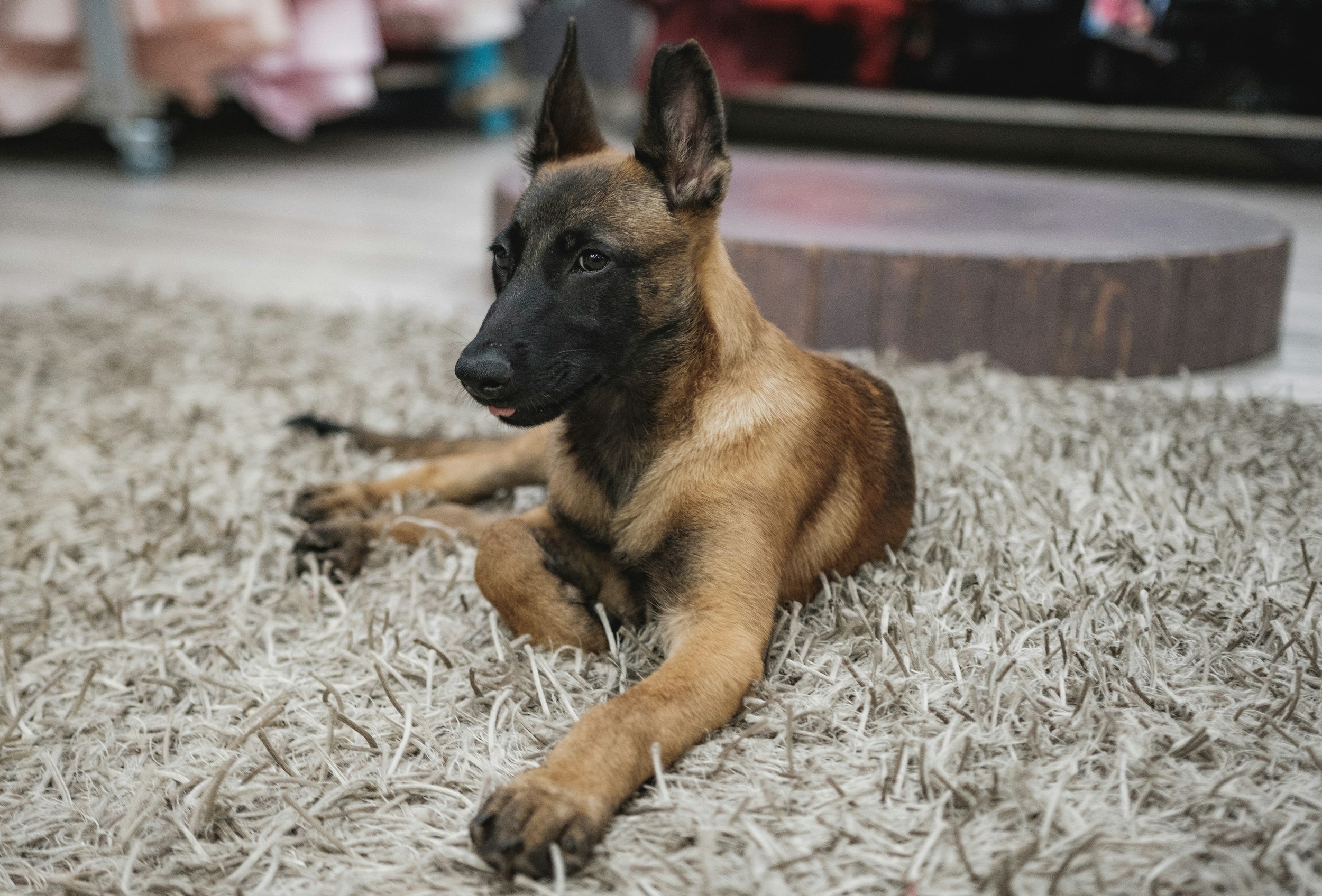 A A highly trained personal protection, estate protection, family protection, and asset protection Belgian Malinois 