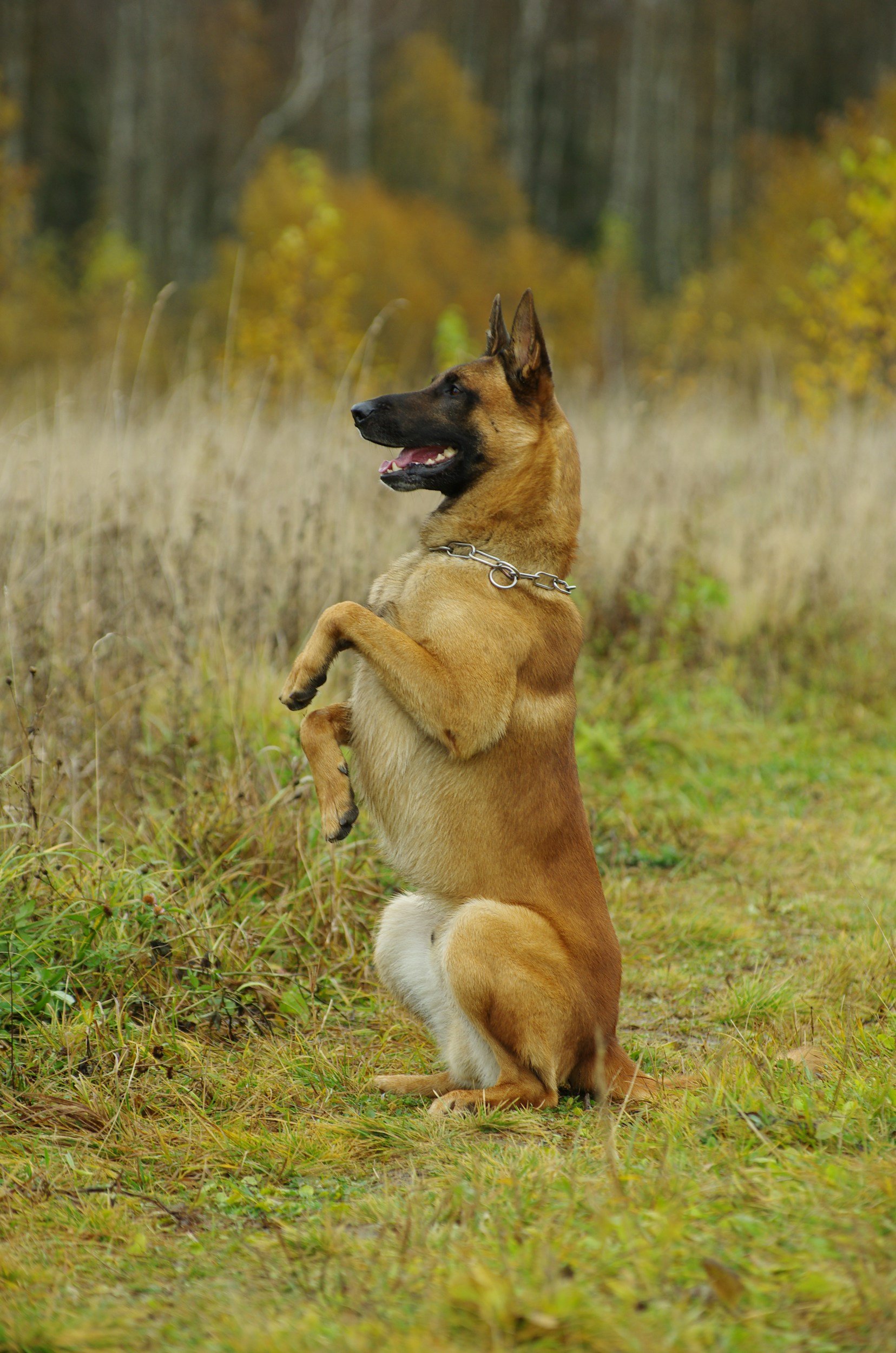 Belgian Malinois dog standing on its hind legs in a grassy, wooded area during fall.
