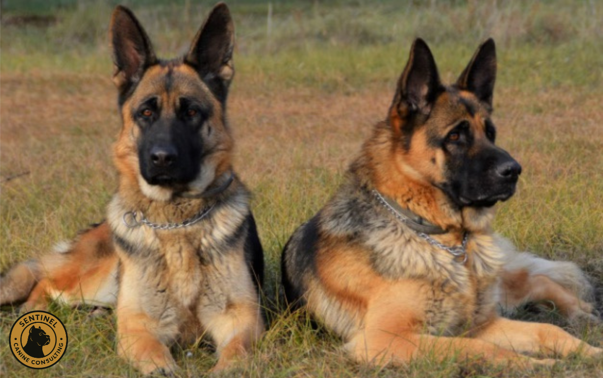 How Much Do Protection Dogs Cost?