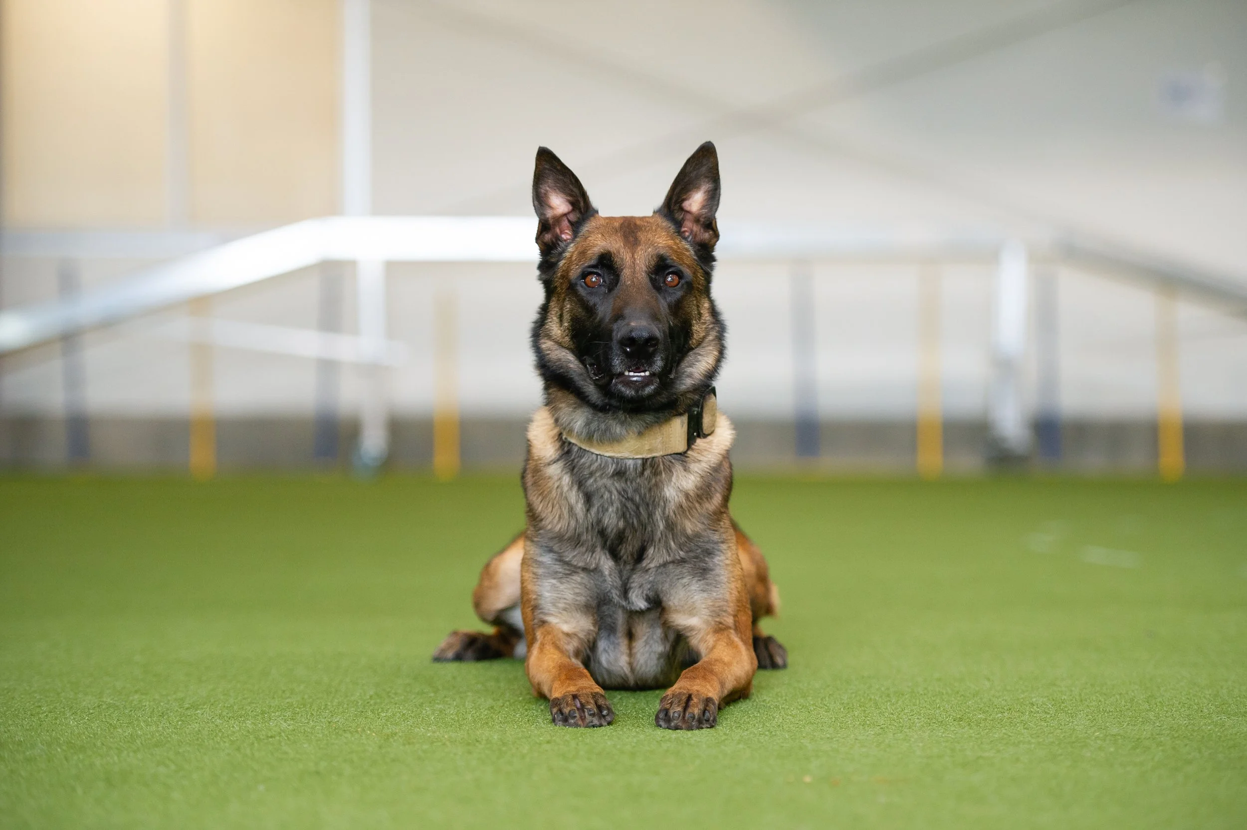 A highly trained personal protection, estate protection, family protection, and asset protection Belgian Malinois 