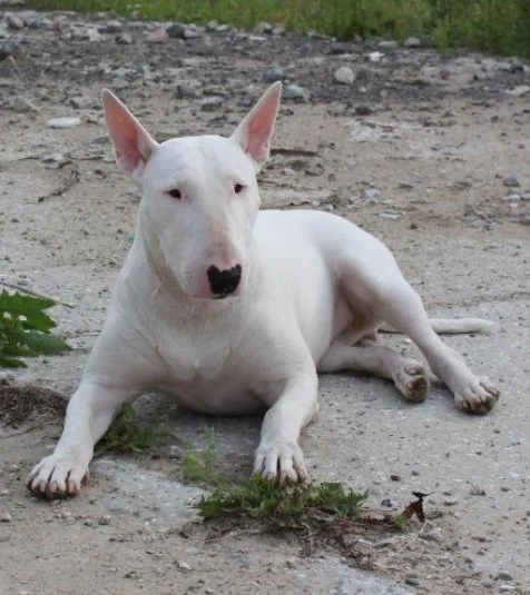 A highly trained personal protection, estate protection, family protection, and asset protection Bull Terrier 