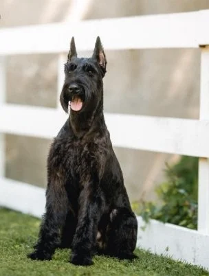 A highly trained personal protection, estate protection, family protection, and asset protection schnauzer