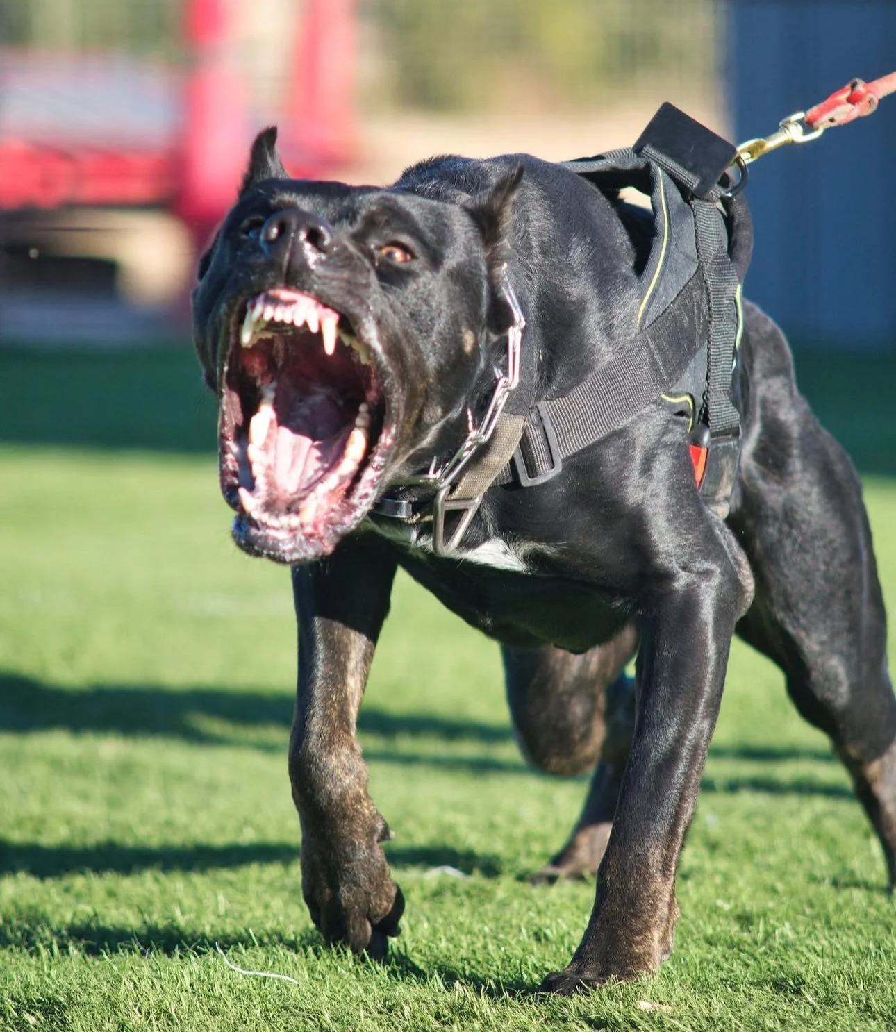 A modern wooden house with a flat roof amid tall grass, overlooking a body of water with mountains in the background during sunrise or sunset.
