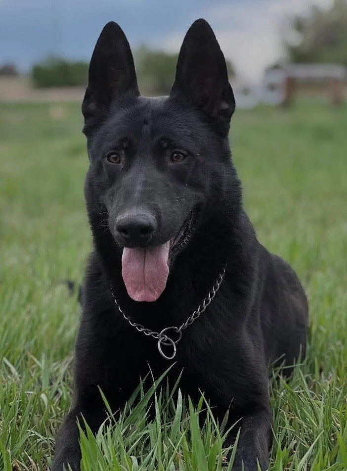 Black German Shepherd trained for executive and personal protection