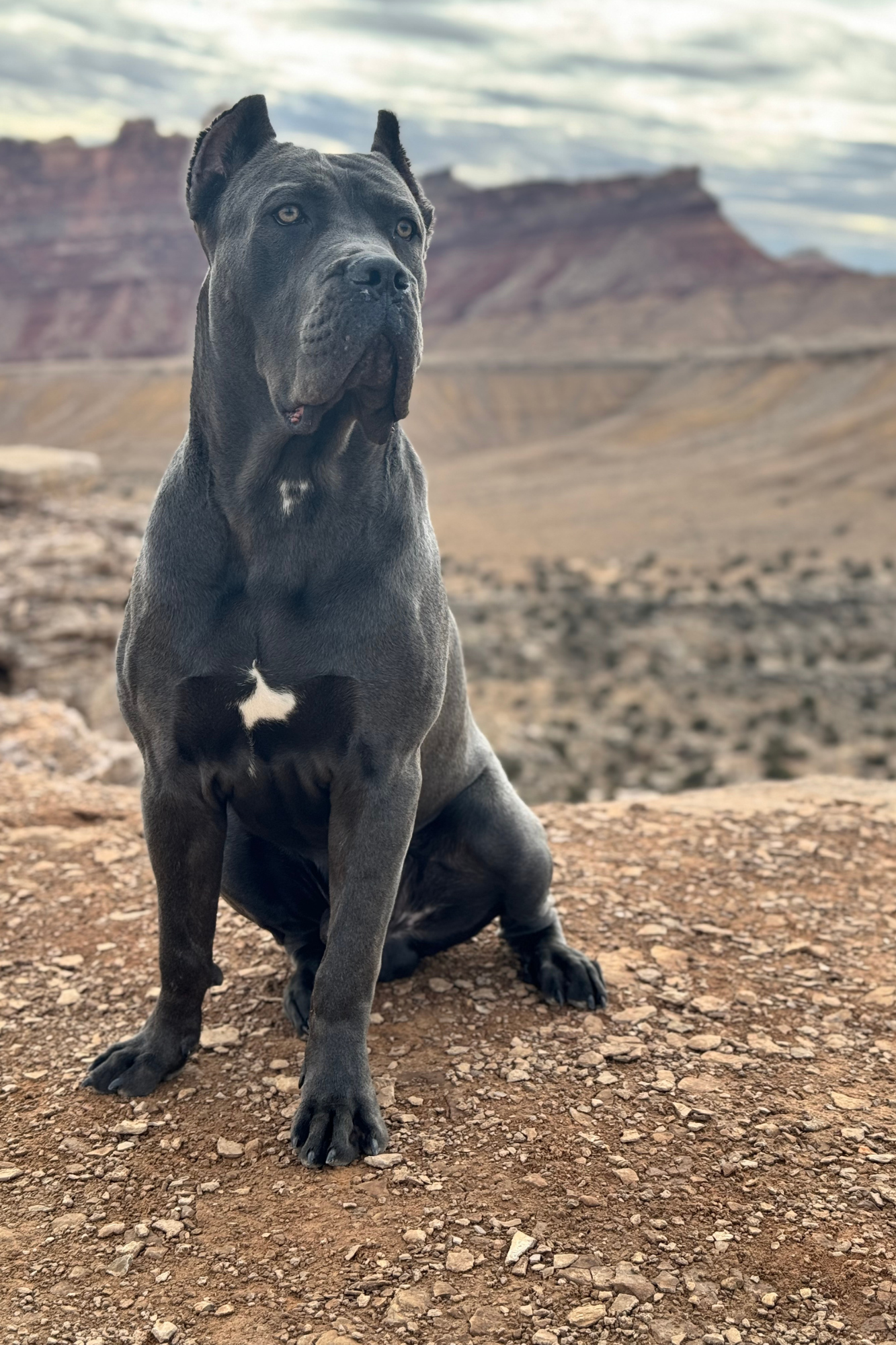 A large black dog with a white patch on its chest, sitting on rocky terrain in a desert landscape with mesas and cloudy sky in the background.