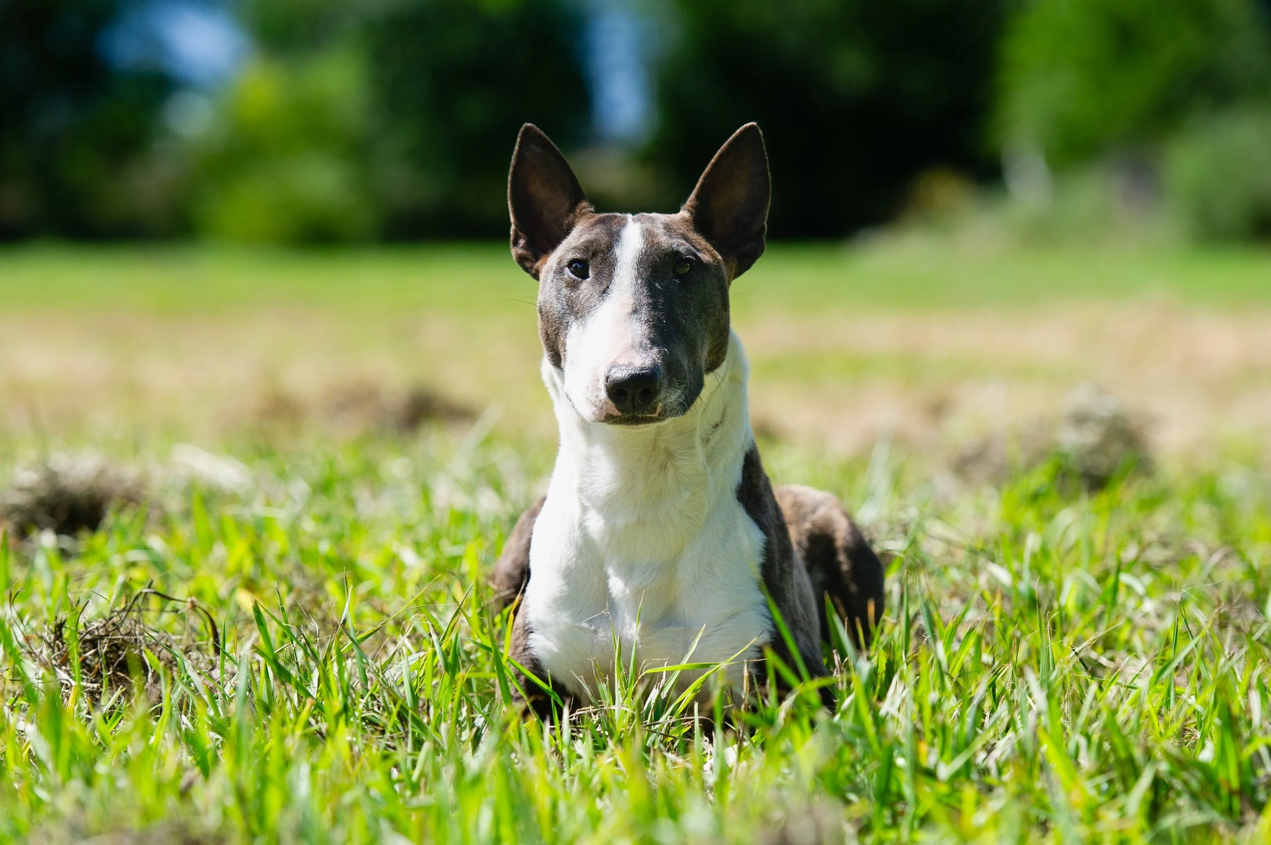 Bull Terrior protection dog