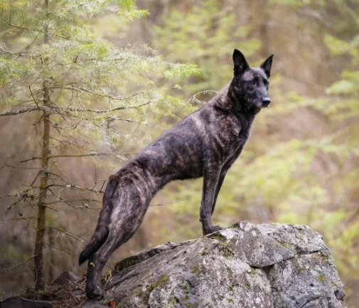 A dog with a brindle coat standing on a rock in a forested area.