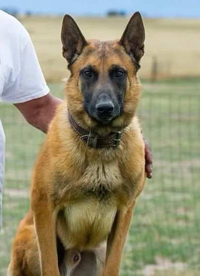 Personal Protection dog