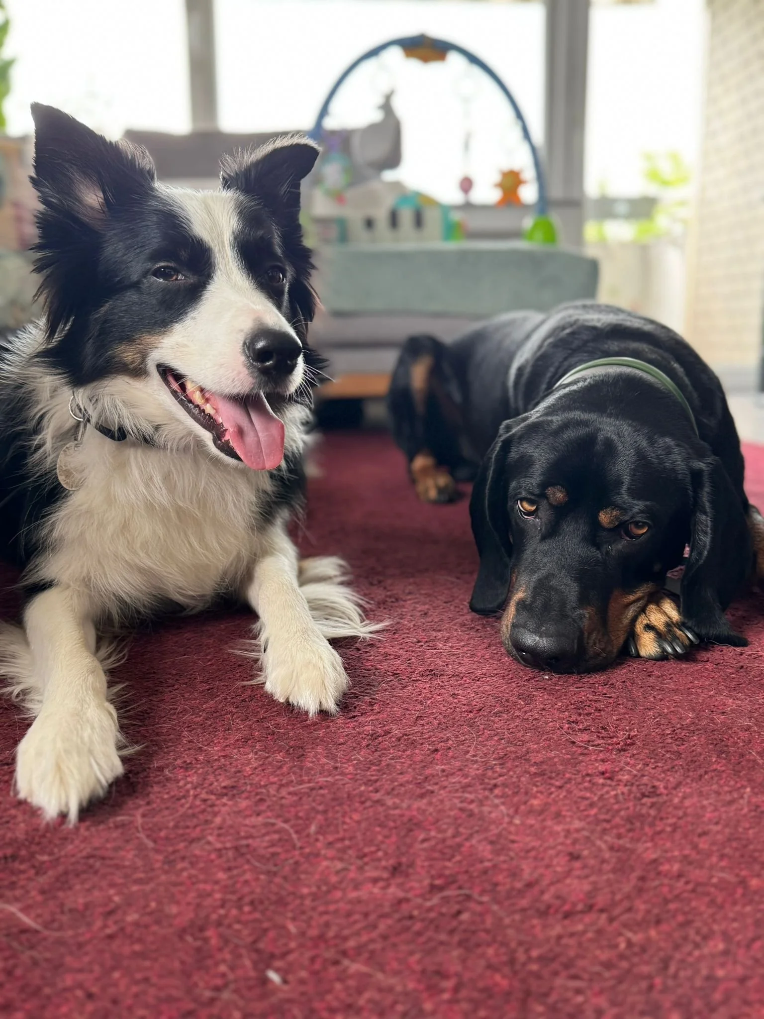 Two dogs lying on a red carpet indoors with toys and a window in the background