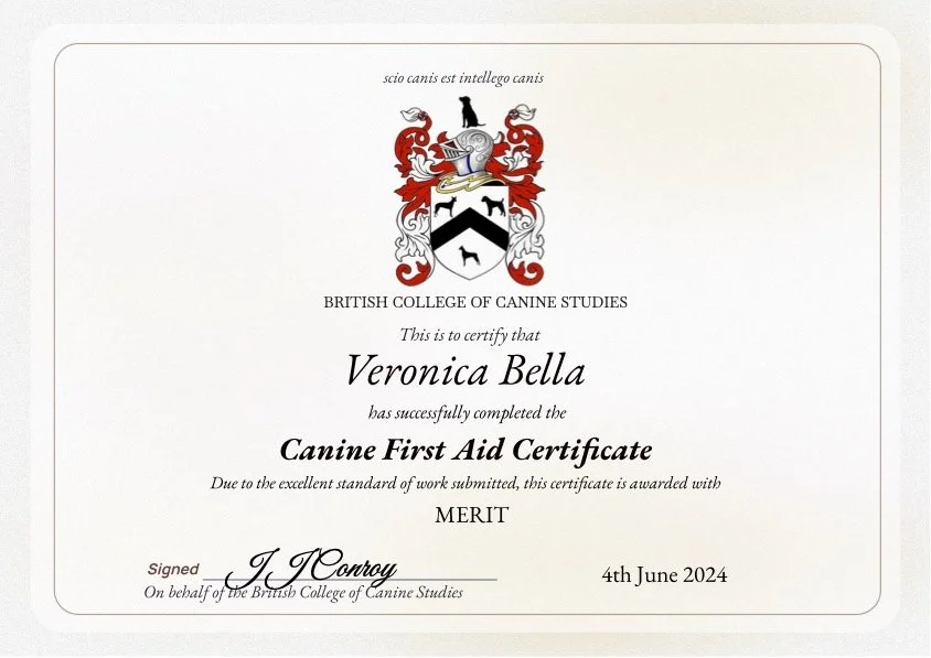 Certificate from the British College of Canine Studies awarded to Veronica Bella for completing the Canine First Aid Certificate, dated June 4, 2024, featuring a crest with a shield, a dog silhouette, and a red and white coat of arms.