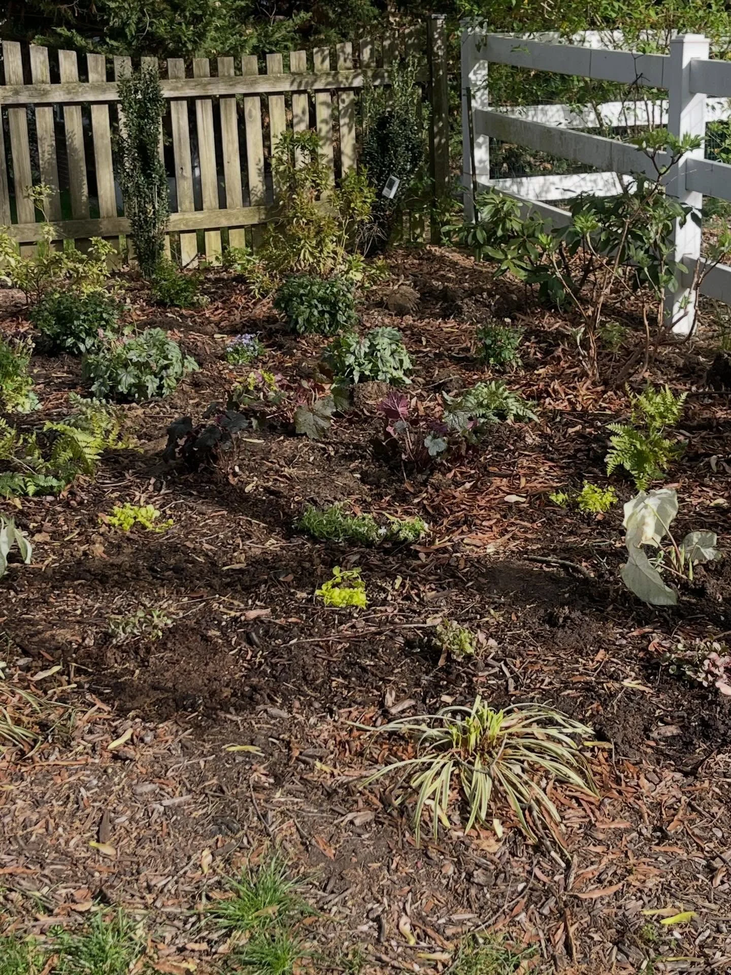 Spent the weekend in the dirt.

New plants, chickens doing their thing in the background.

No agenda. No optimizing. Just hands busy with something that had nothing to do with work.

I talk a lot about recovery with my patients. This is what mine loo