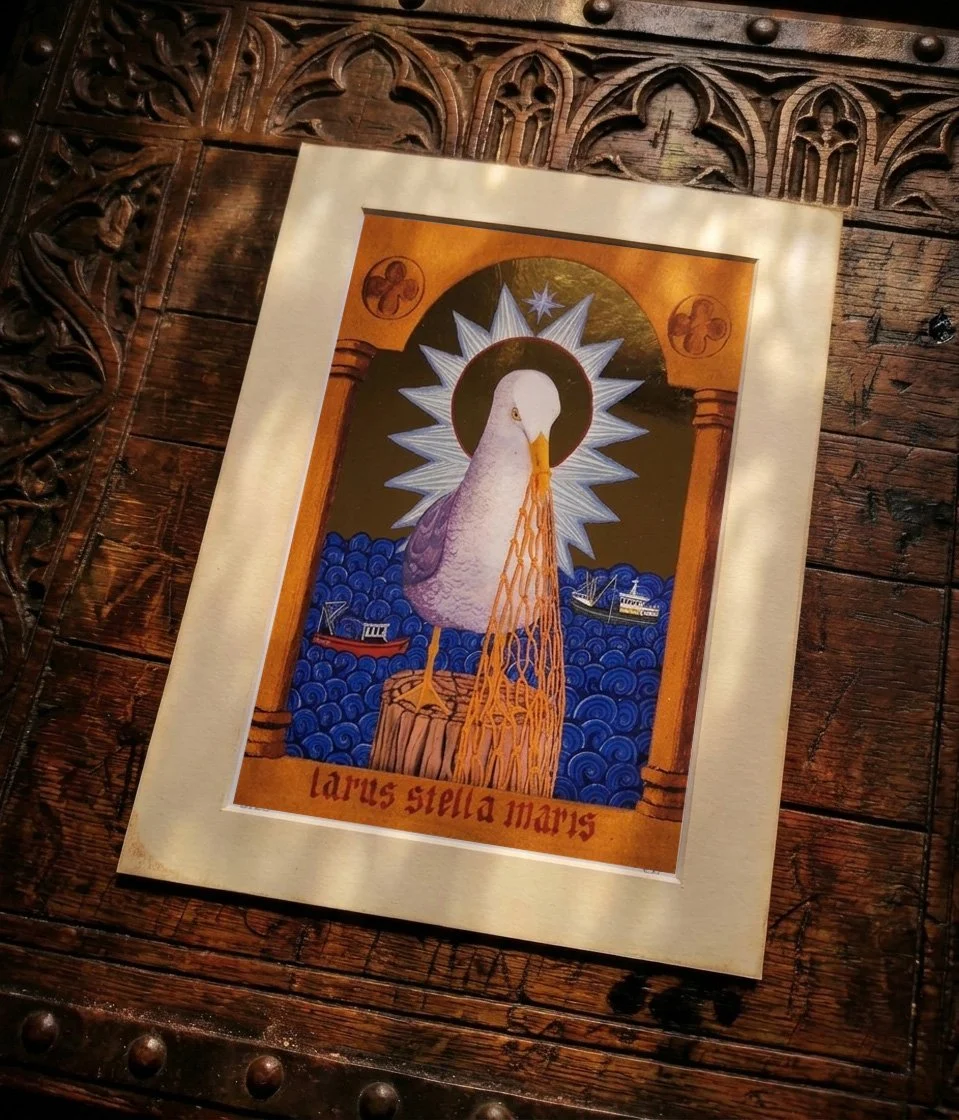 Larus Stella Maris