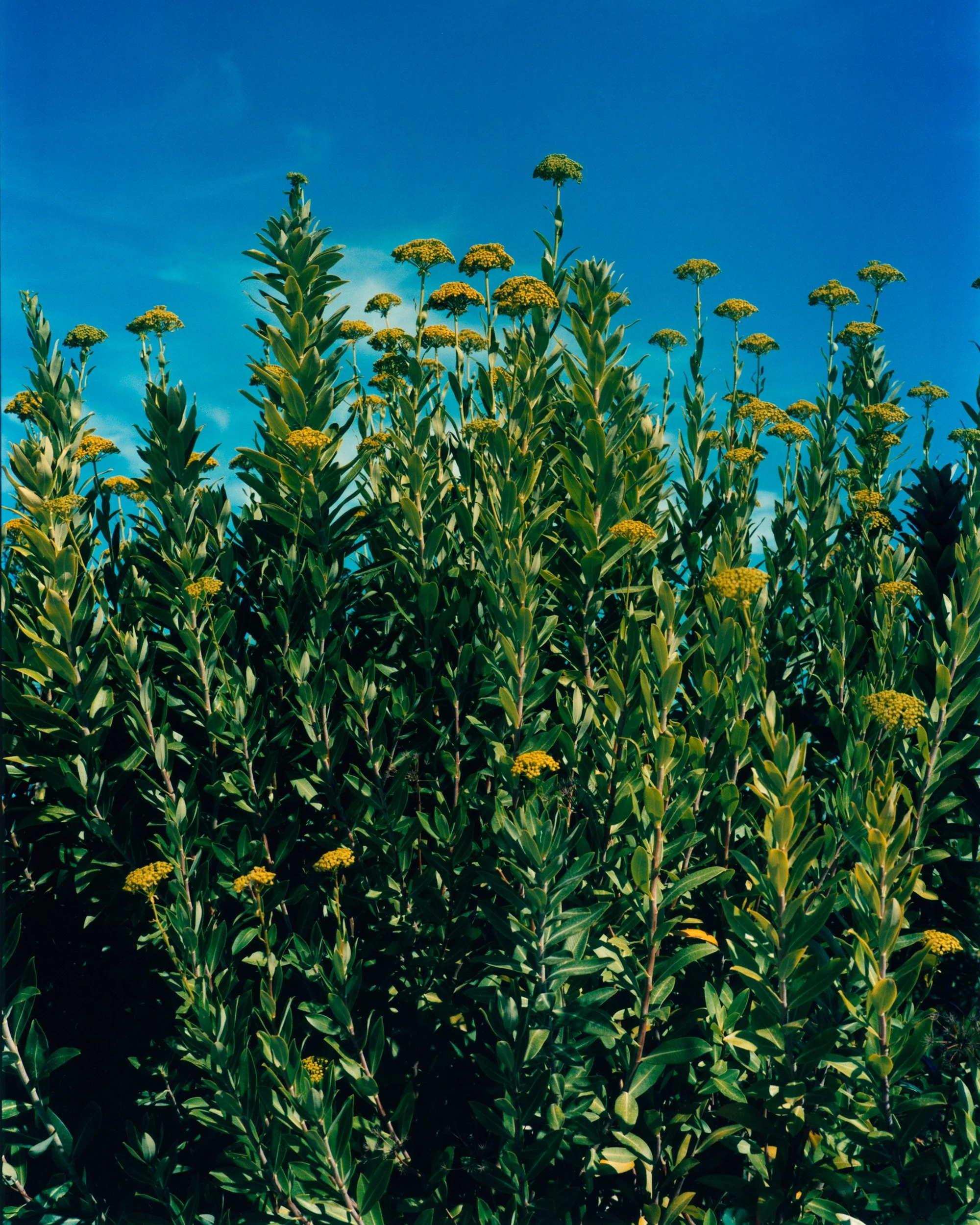 CarinaLammers1407 (4) 1.jpg