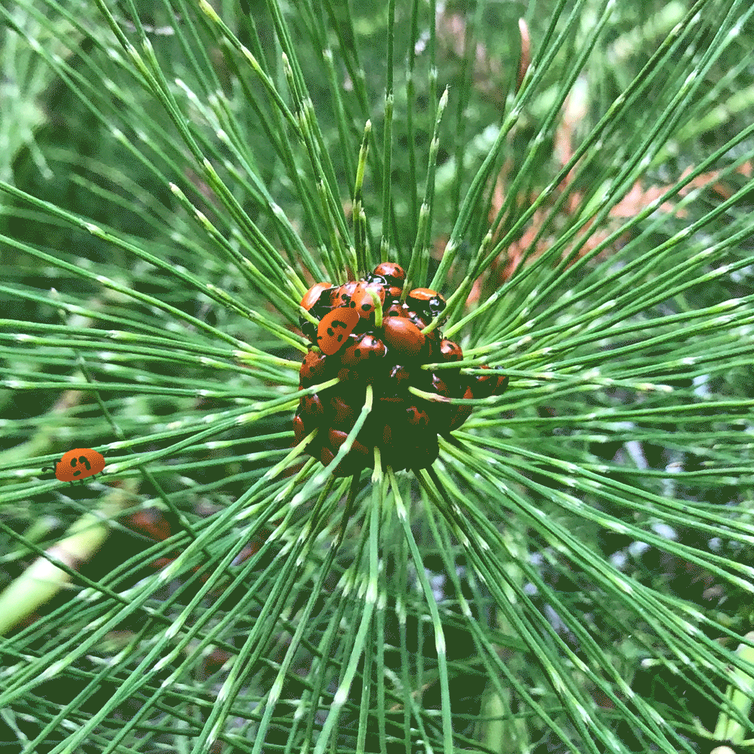 ScoutMucher_Ladybug_091520.GIF
