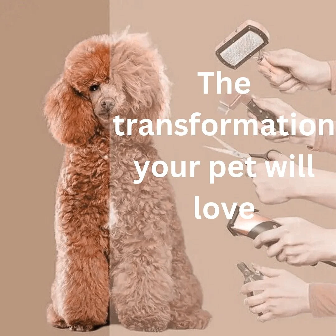 From messy to classy 
 After a day full of fun, your pet deserves to leave smelling fresh, with soft fur and a perfect cut!
 At Mother Fluffers, every grooming is done with care, patience, and premium products, making sure your furry friend leaves ha