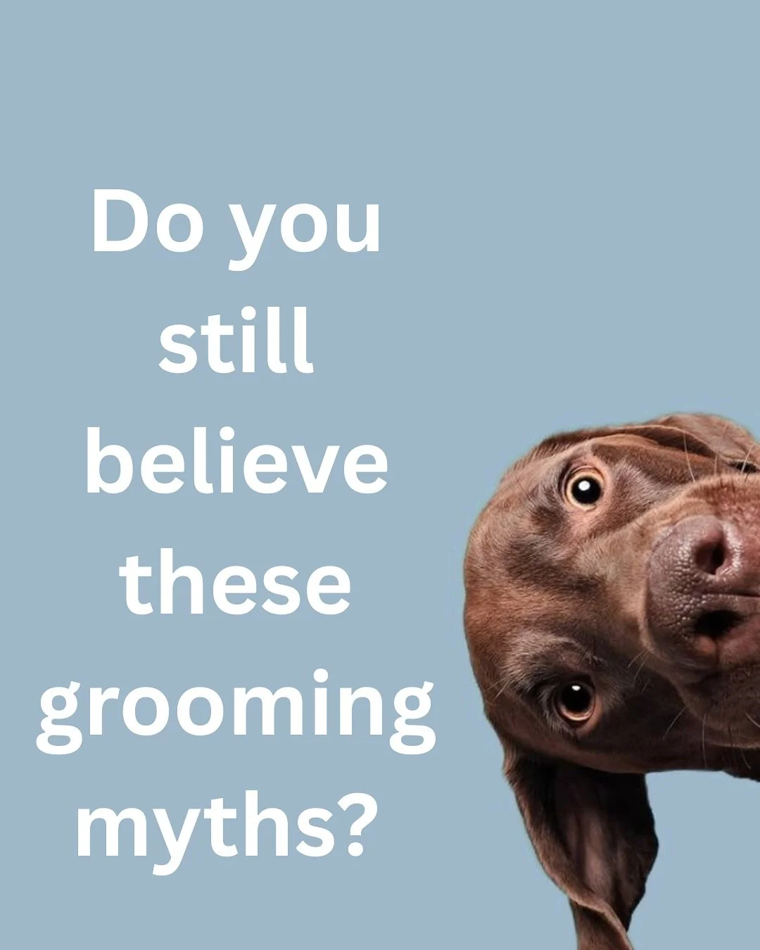 Think grooming is just about looks?
There are many myths that can actually put your pet’s health at risk.
From baths to nail trimming, grooming goes far beyond beauty — it’s about comfort, hygiene, and overall wellbeing.
At Mother F