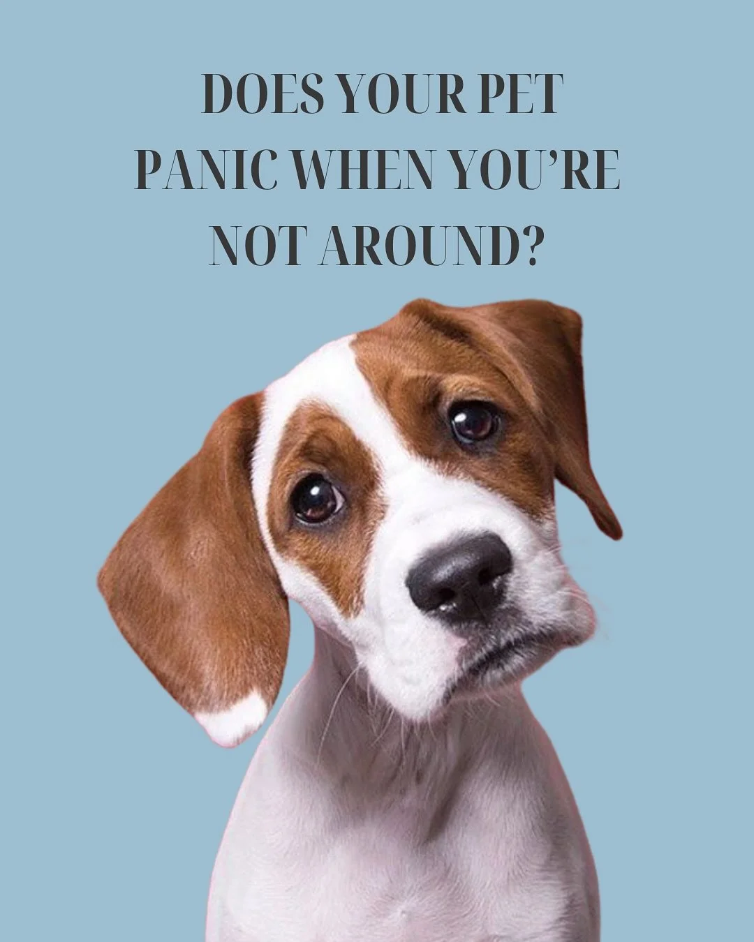 At Mother Fluffers, beauty and wellbeing go paw in paw 
 Our groomers make sure every pet feels calm, safe, and cared for,so the result shines inside and out 
Because true grooming goes beyond looks, it&rsquo;s about emotional comfort, too. 
&bull;
&