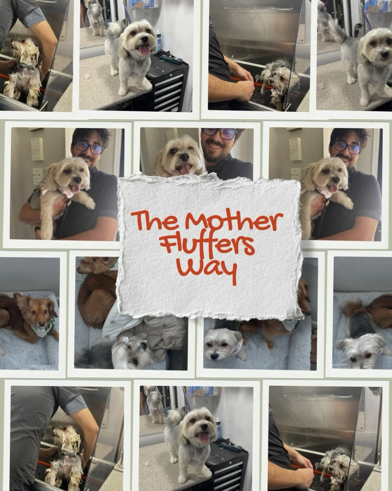 All done the Mother Fluffers way: gentle, loving, and always with that signature touch. And just a reminder: all services are now on discount when you use the 
CODE: fluffgiven.
&bull;
&bull;
&bull;
&bull;
#MotherFluffers #HappyPet #FreshAndFluffy Pe