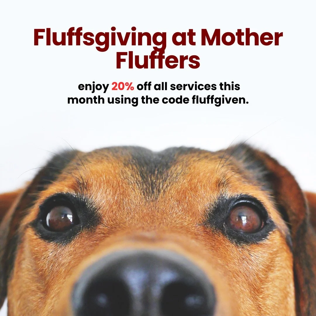 This season is all about gratitude, and there&rsquo;s nothing more special than celebrating it by taking care of those who fill our days with pure, unconditional love. Ensuring your dog&rsquo;s comfort, calm, and well-being during this time is more t